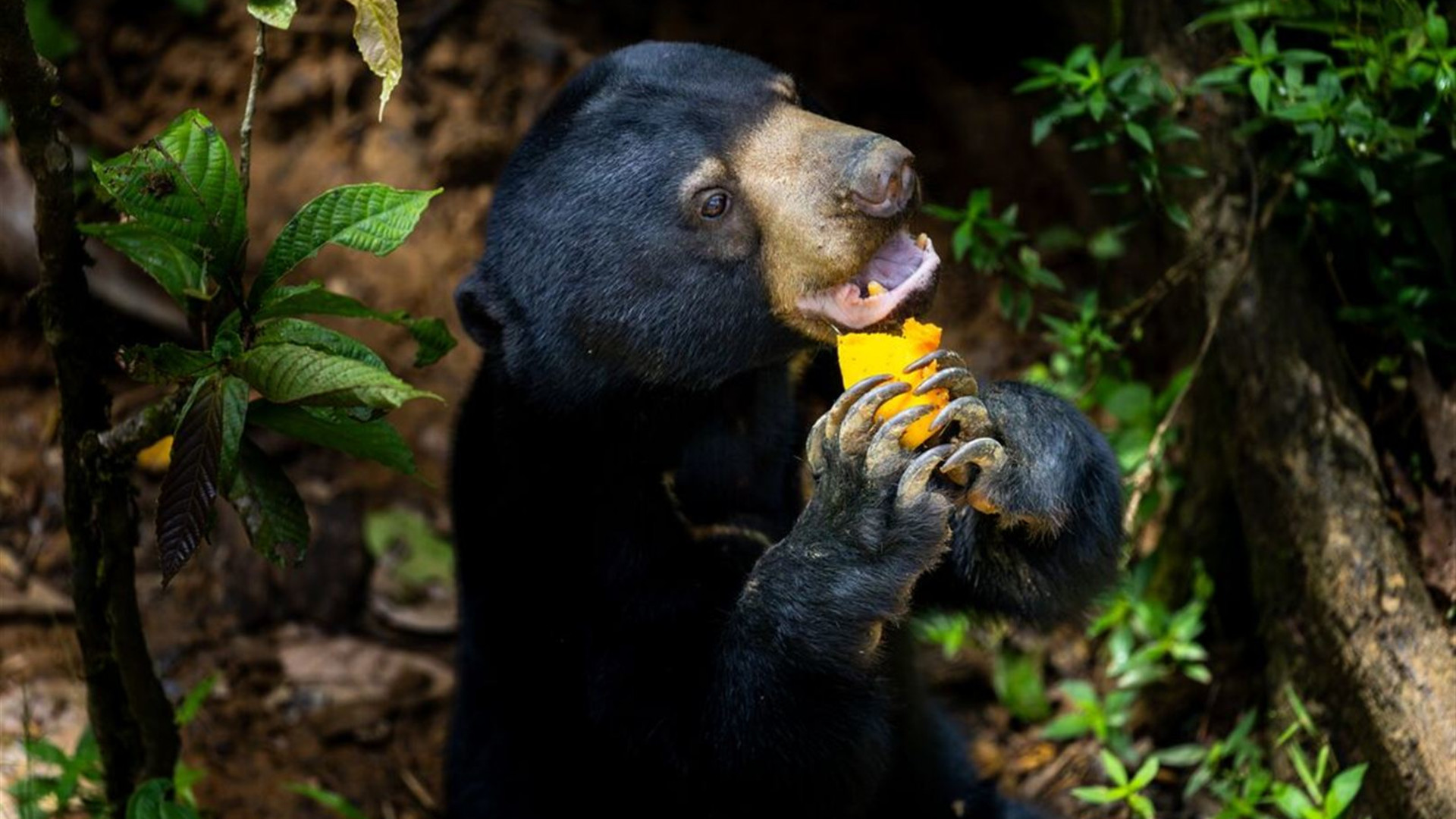 Borneo Family Holiday Comfort