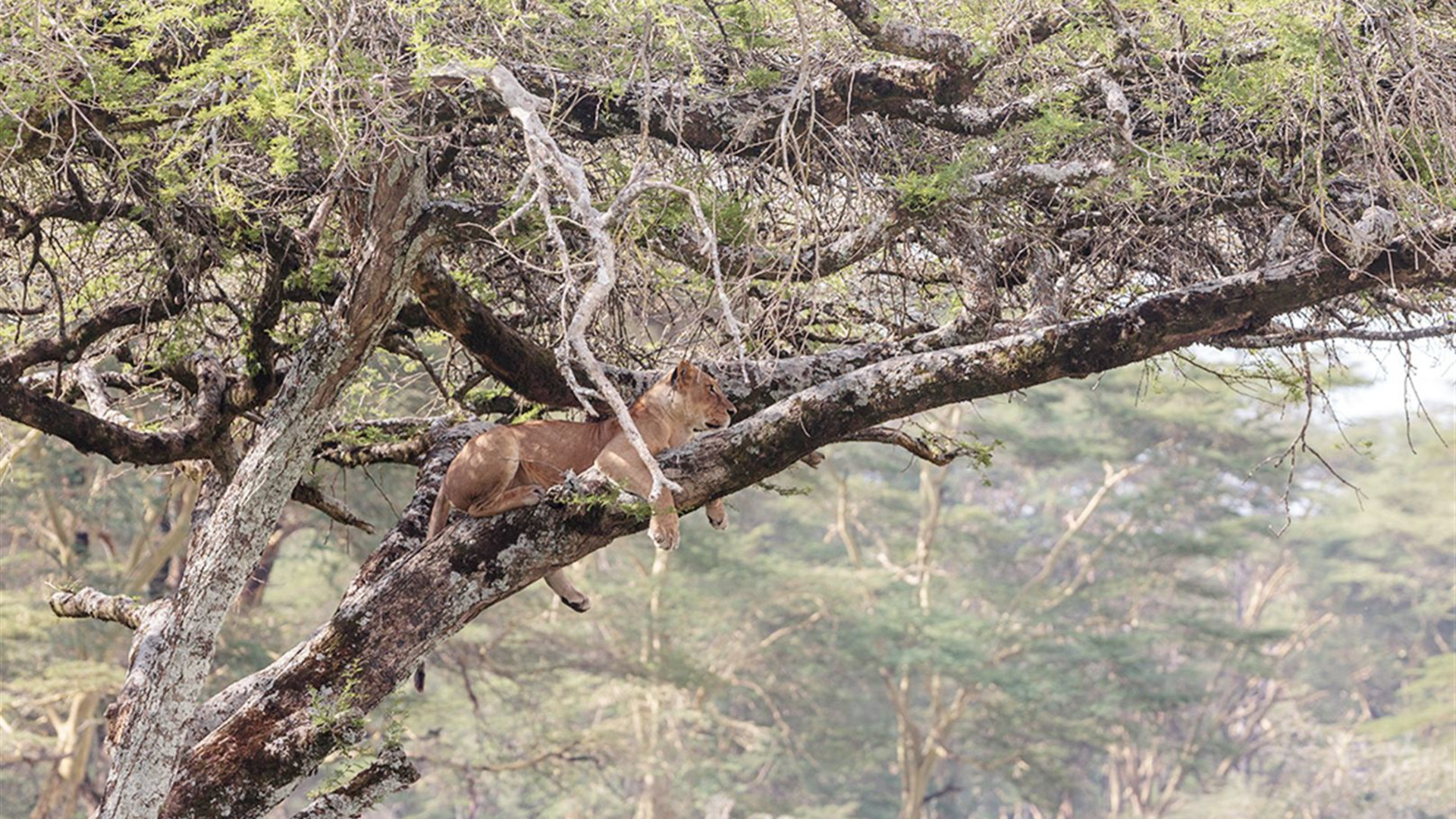 Kenya Wildlife Safari