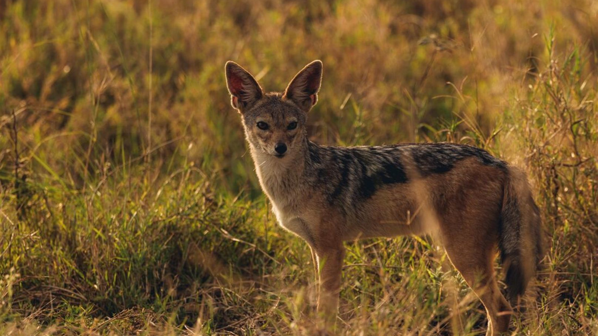 Tanzania Family Safari
