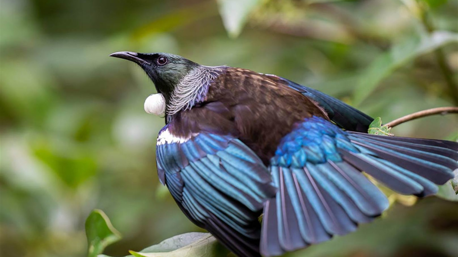 New Zealand Northern Trail (Southbound)
