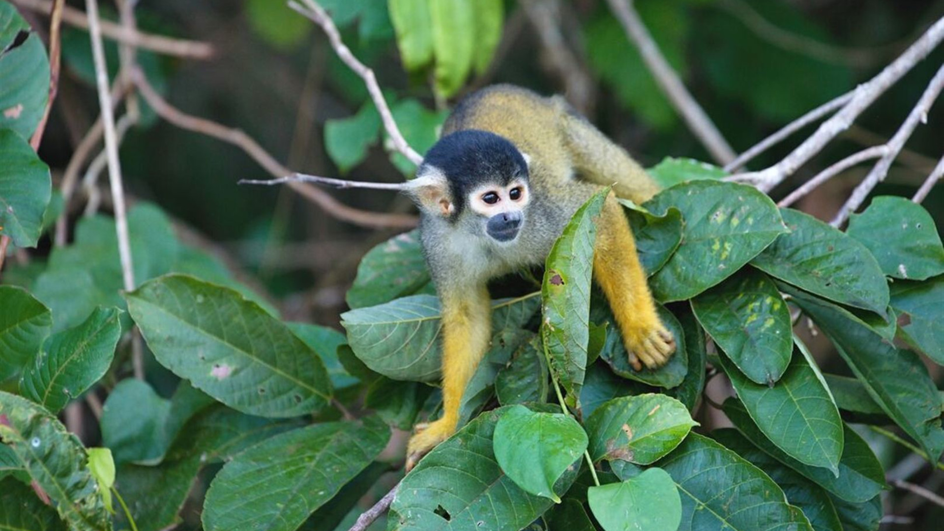 Galapagos Cruise & Peru’s Land of the Incas (Grand Daphne)