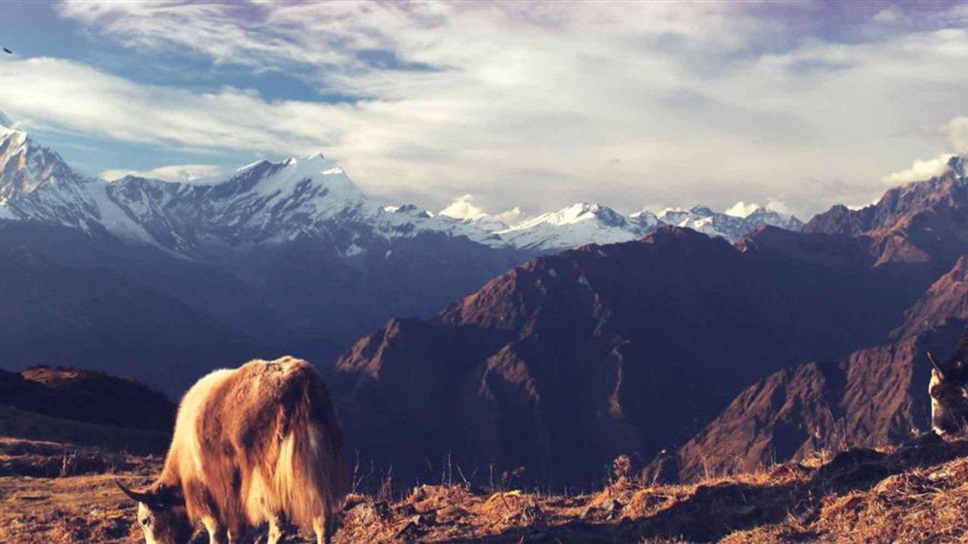 Essential Nepal