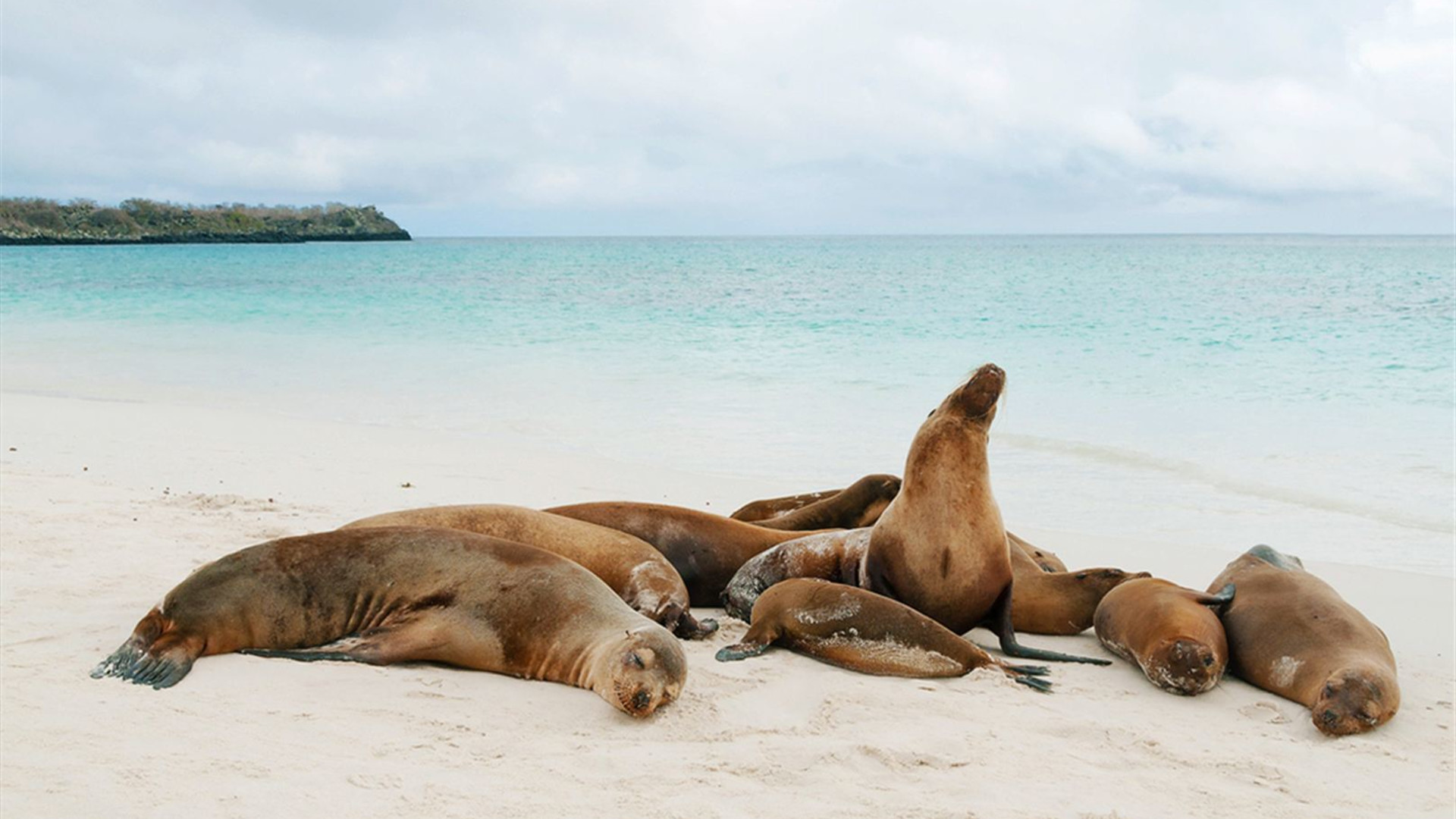 Galapagos & Peru Adventure 