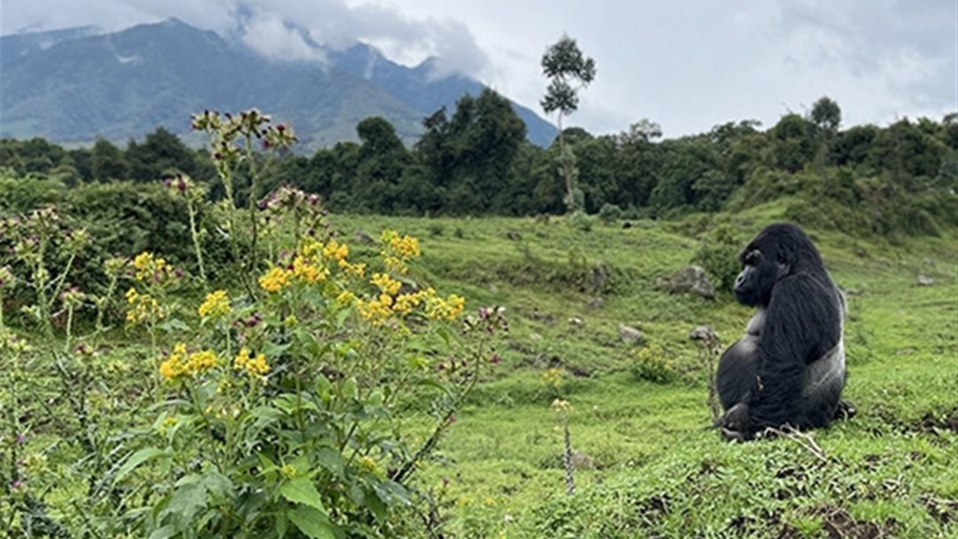 Signature: Kenya & Rwanda — From the Mara to the Mist