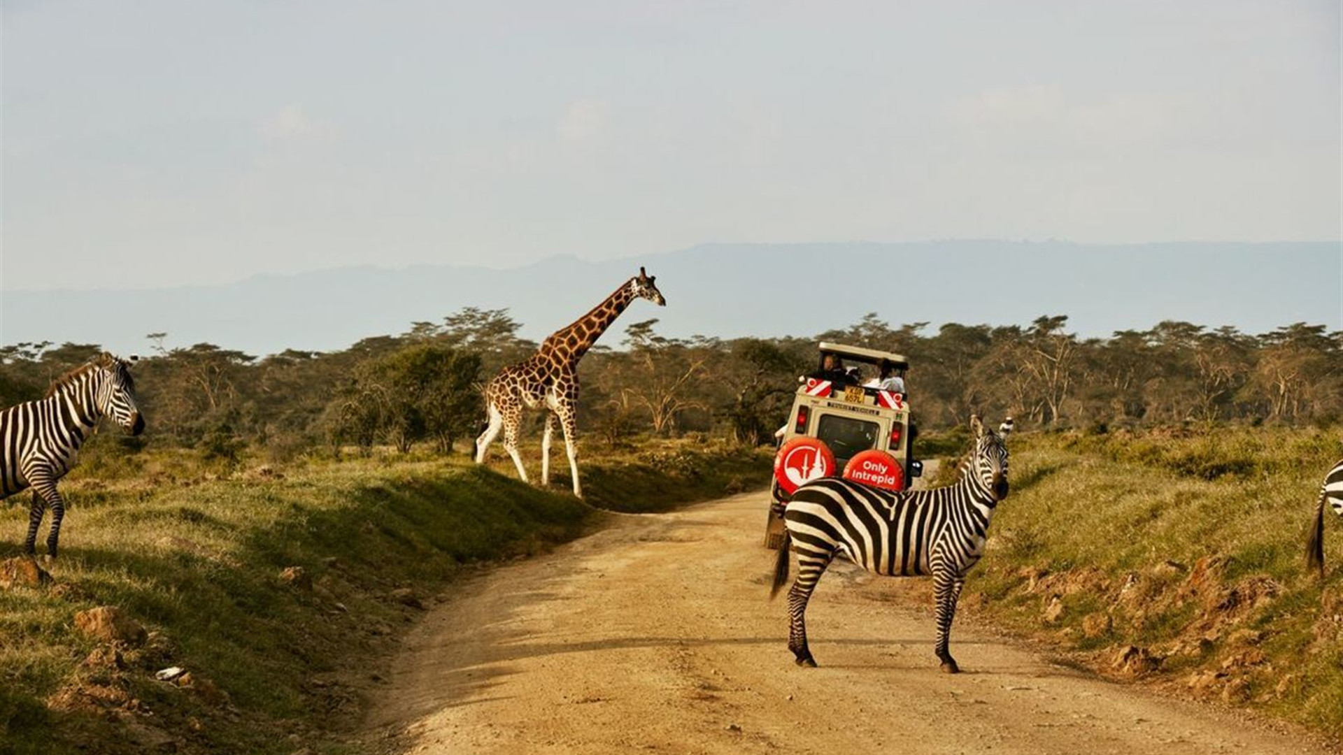 Kenya Wildlife Safari