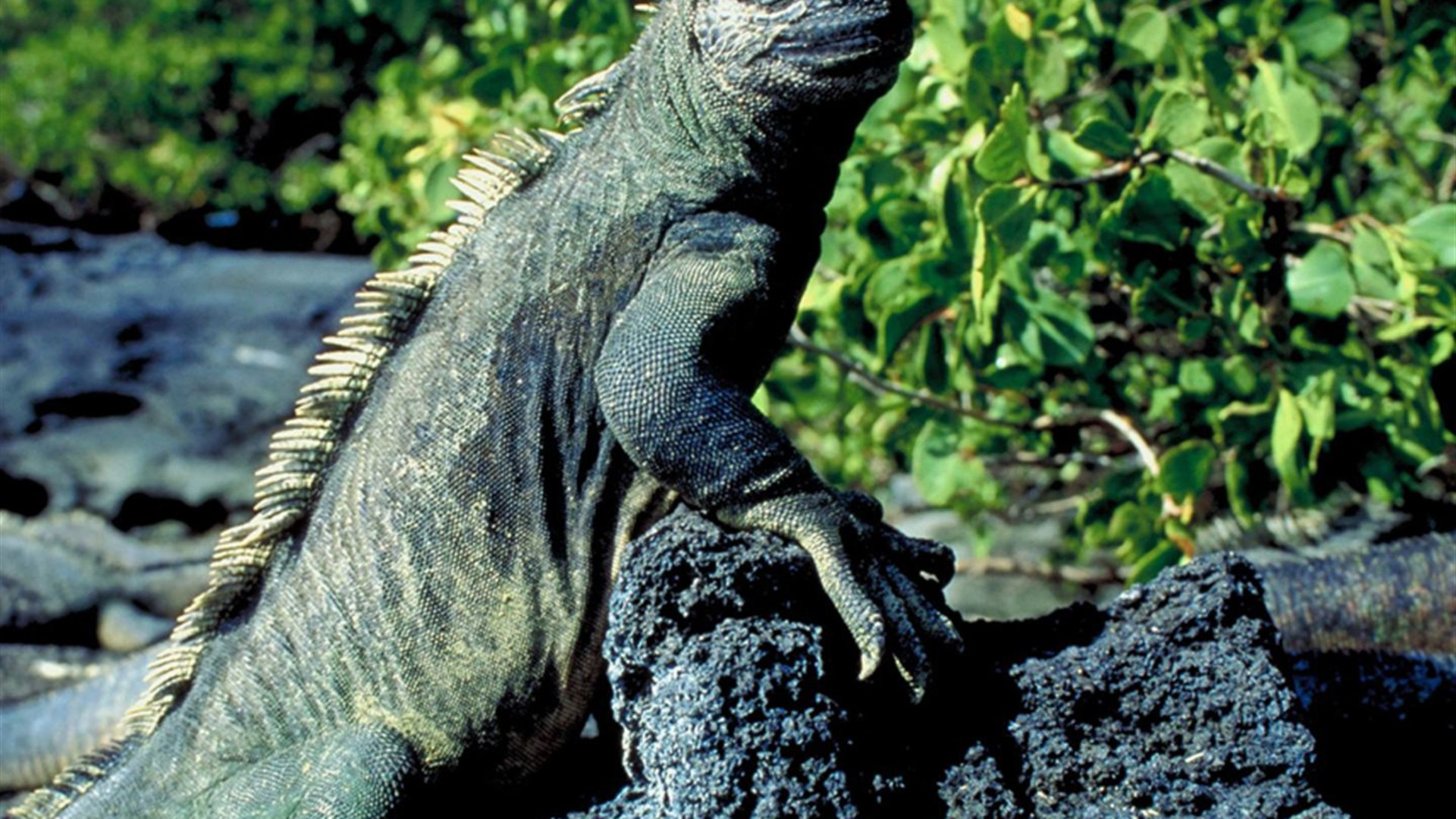 Galapagos — South & East Islands aboard the Yolita