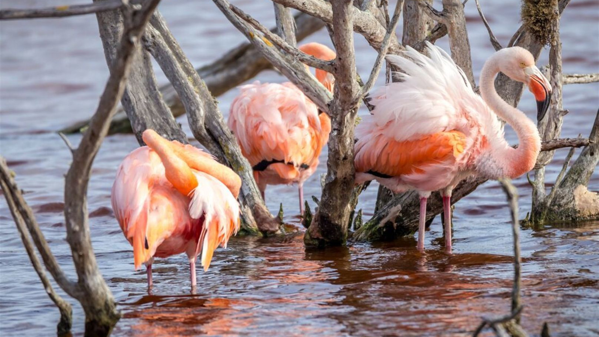 Ecuador Amazon & Galapagos Family Holiday