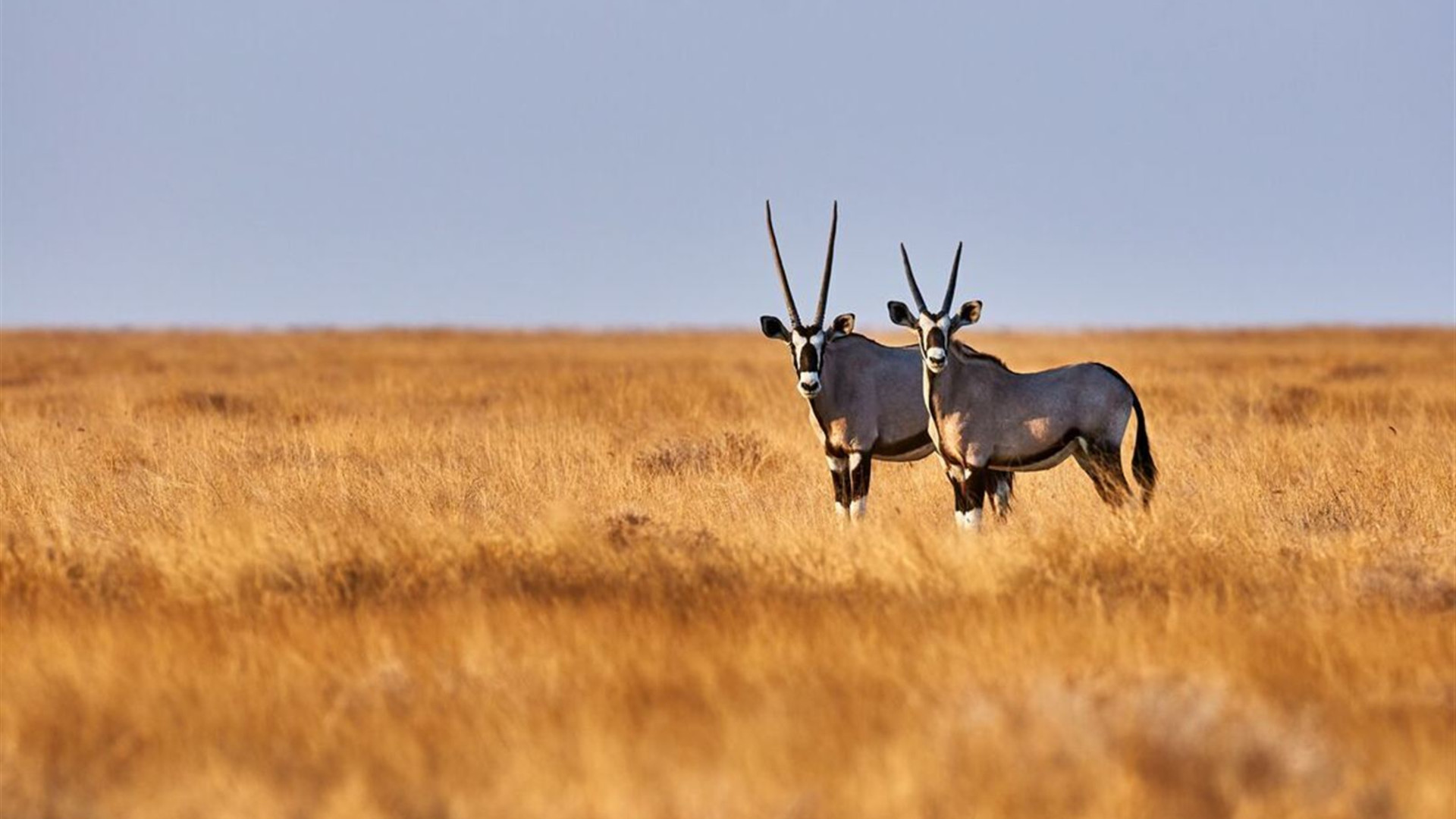 Amazing Southern Africa