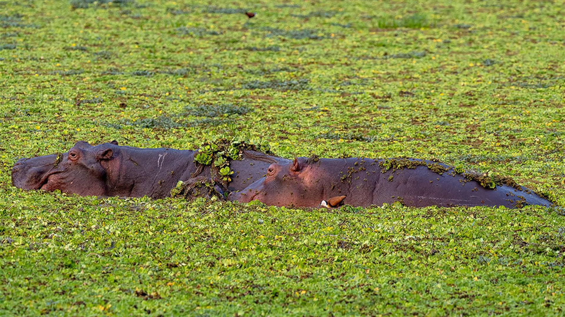 Vic Falls to Zanzibar