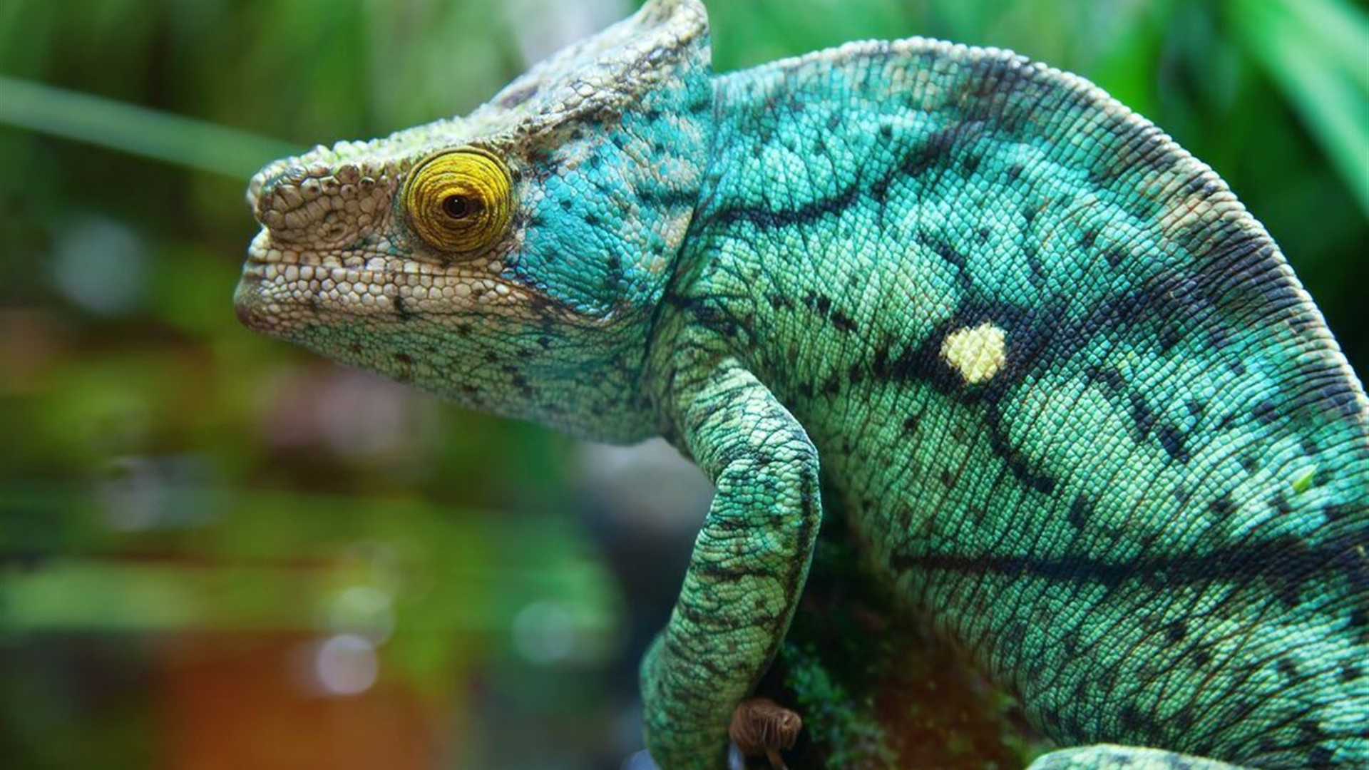 Madagascar Adventure
