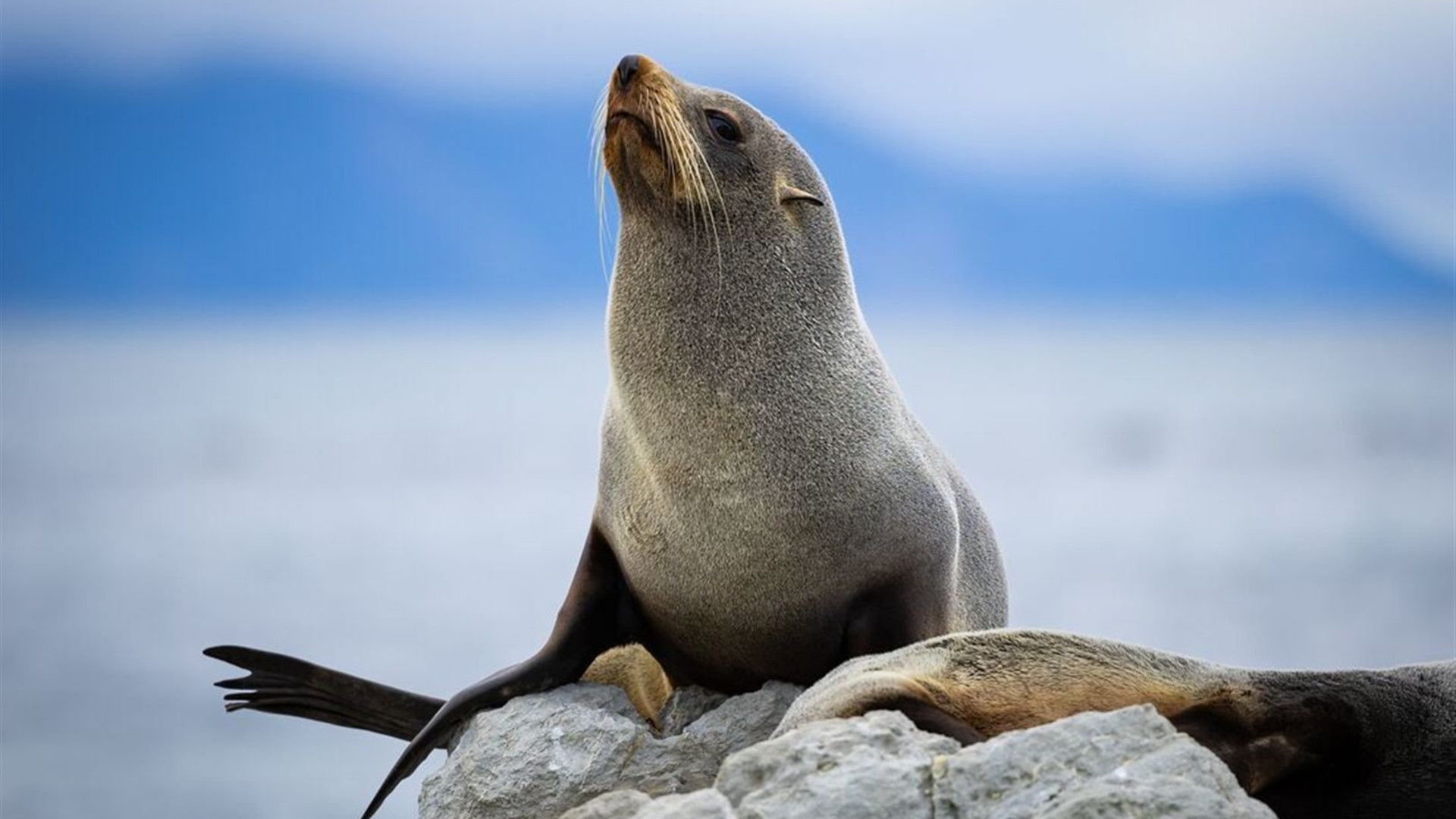 New Zealand North to South Island Adventure