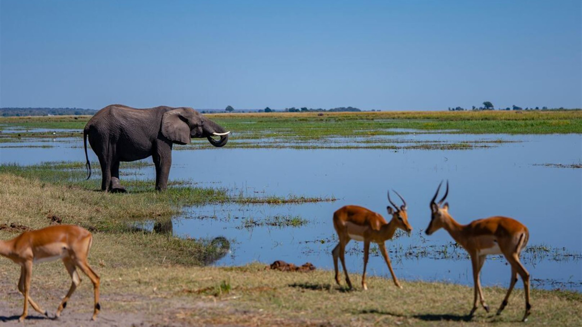 Premium Southern Africa