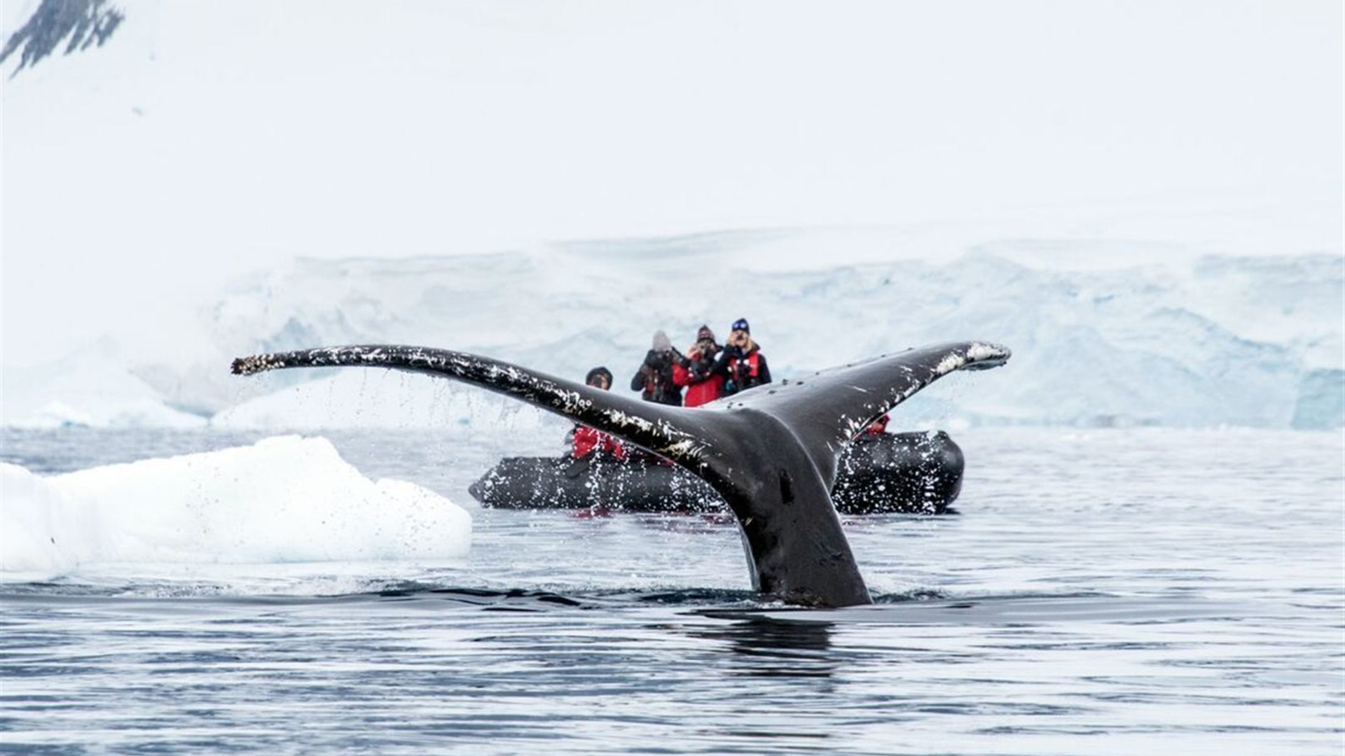 Antarctic Peninsula: The Classic Voyage (Ocean Albatros)