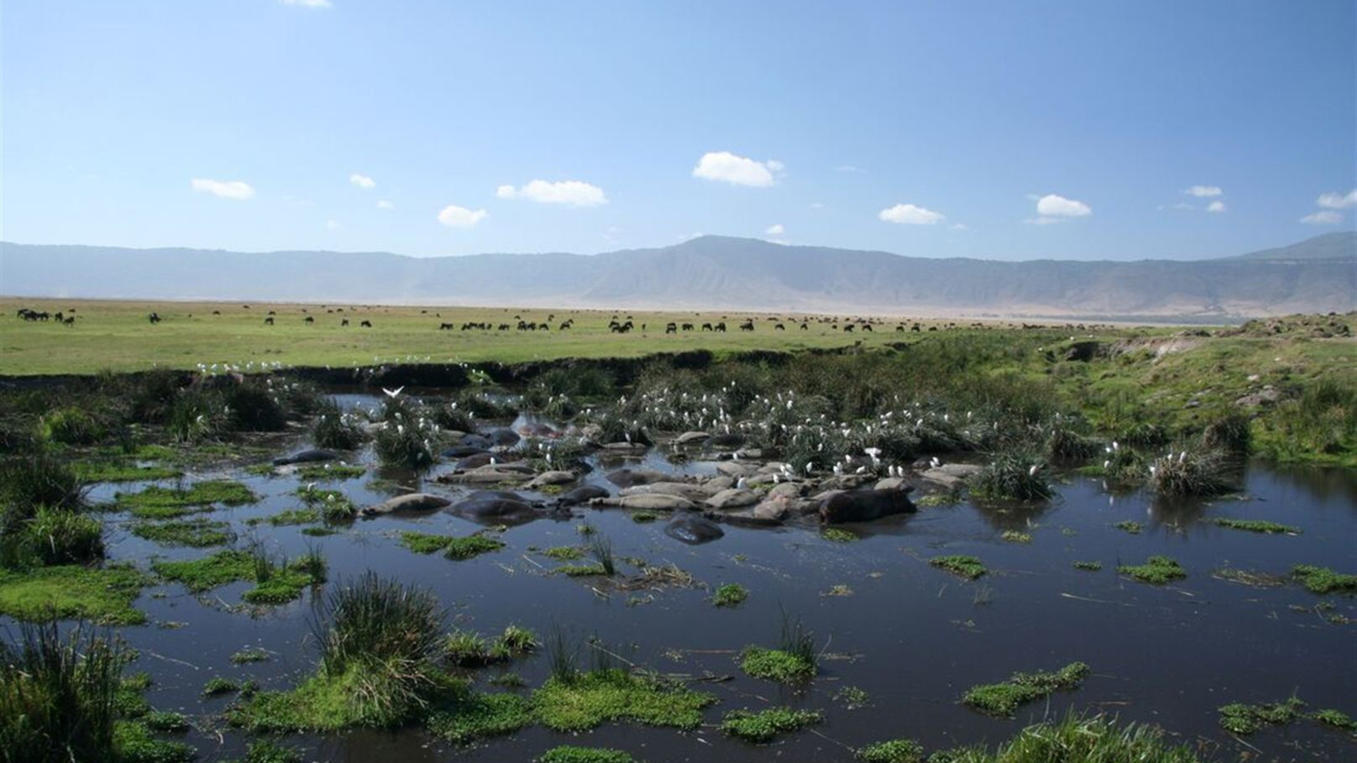 Premium Tanzania