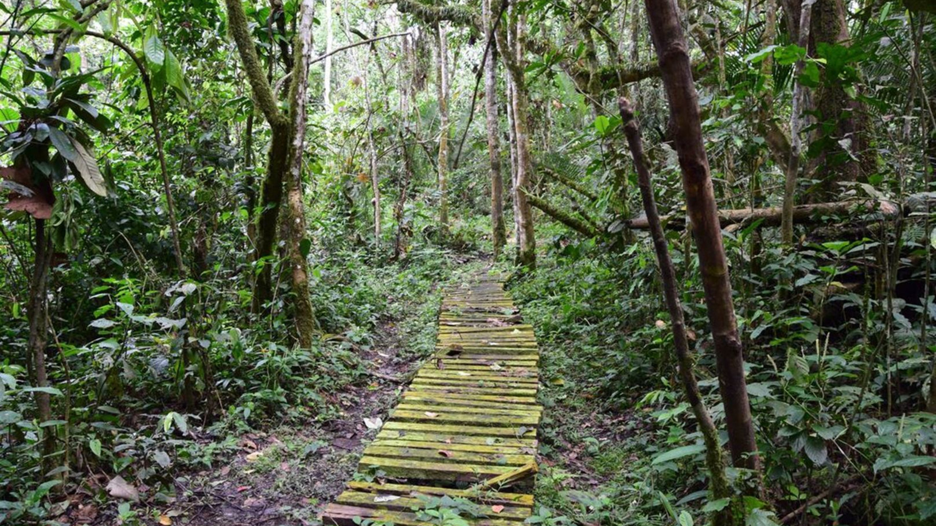 Essential Uganda: Gorillas and Chimps