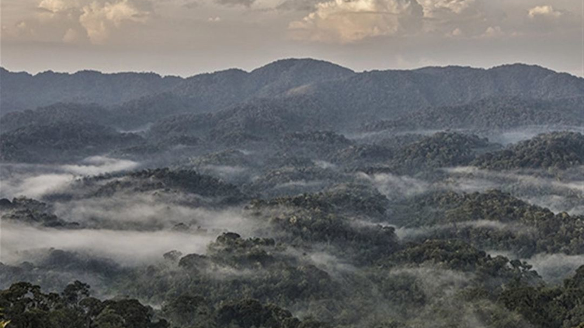 Signature: Kenya & Rwanda — From the Mara to the Mist