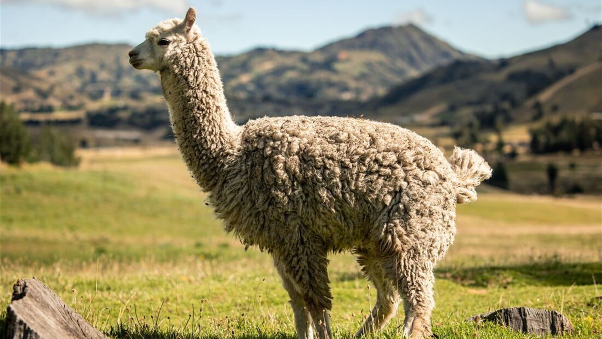 Premium Ecuador