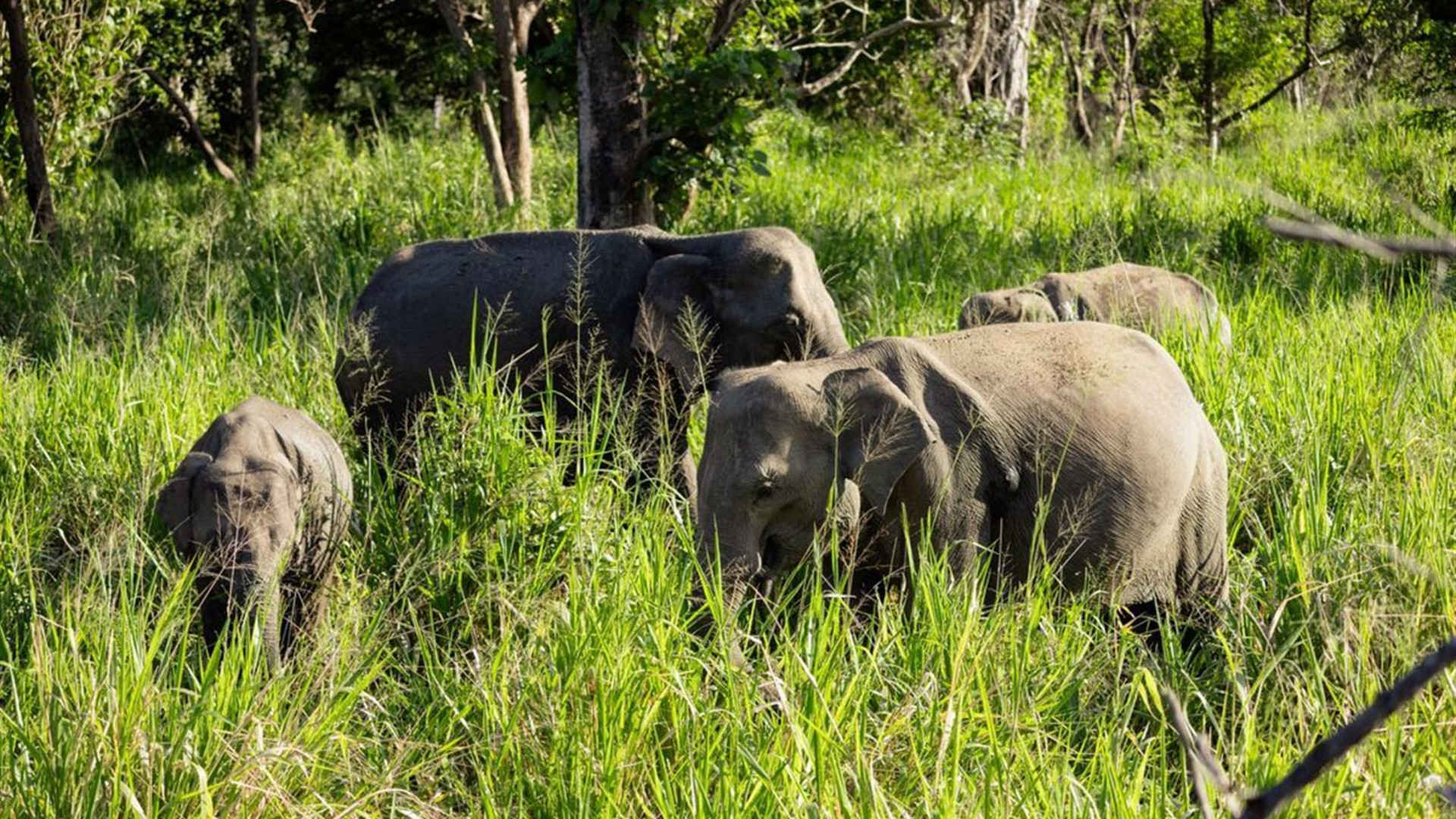 Sri Lanka Safari