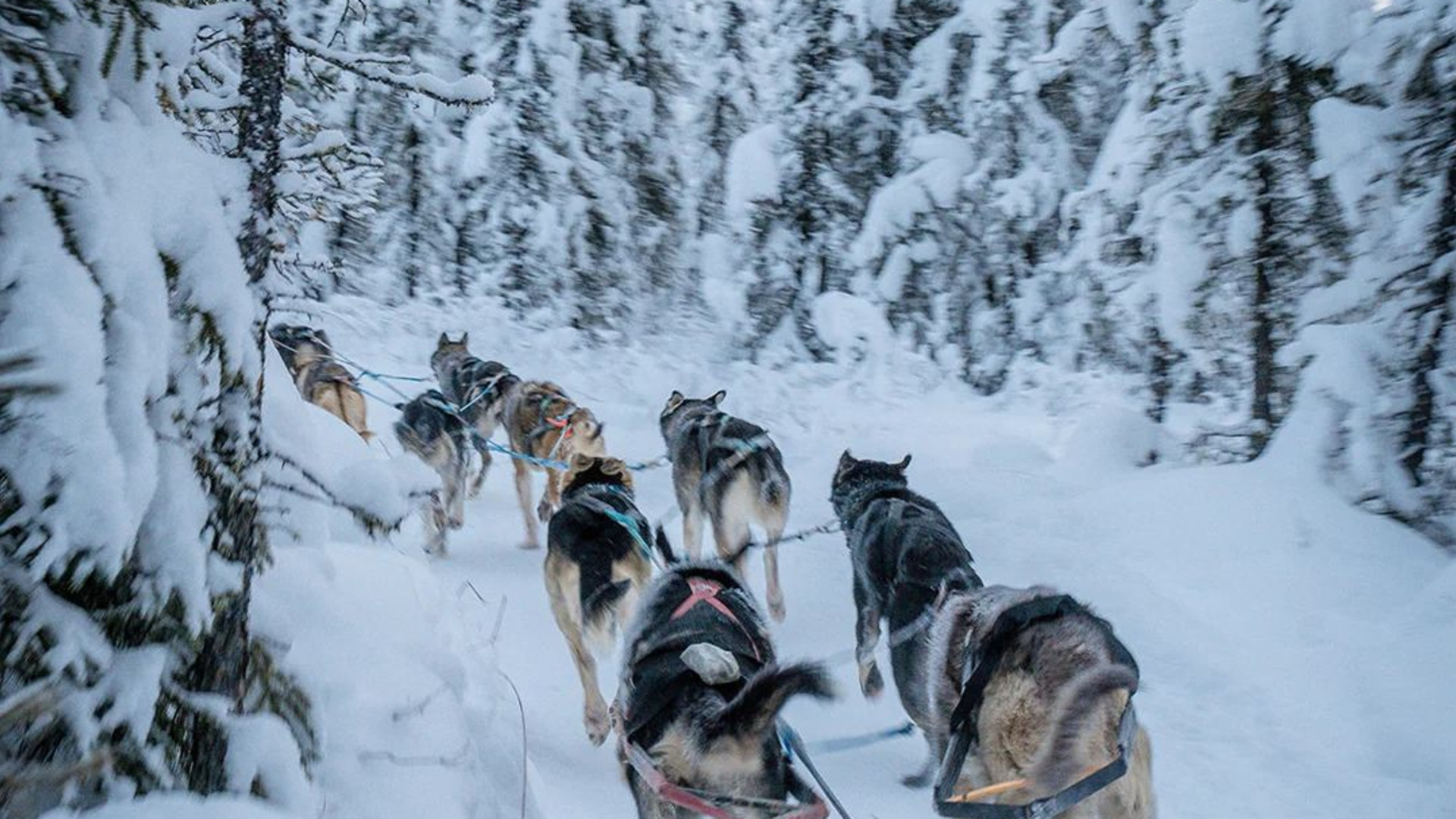 Signature: Alaska's Fairbanks, Denali & the Kenai Peninsula