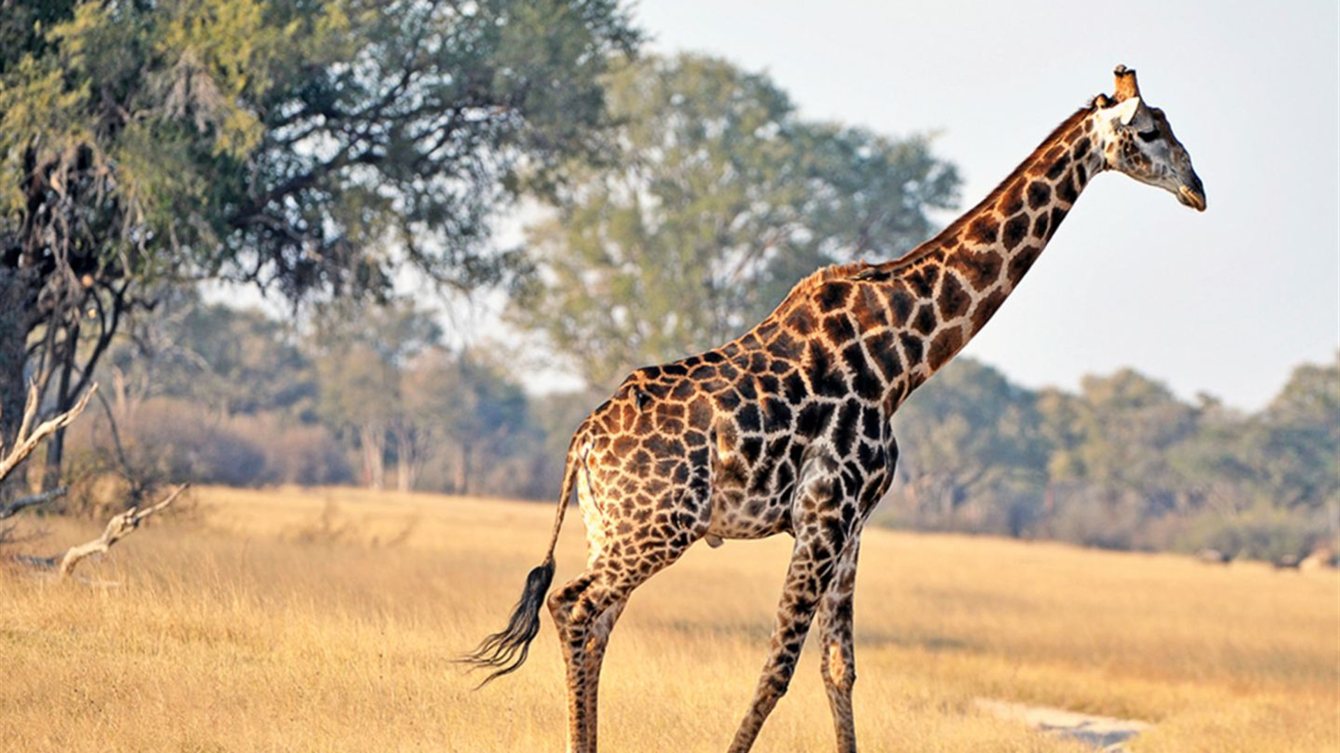 Fahrten: Safari in Botswana & Simbabwe