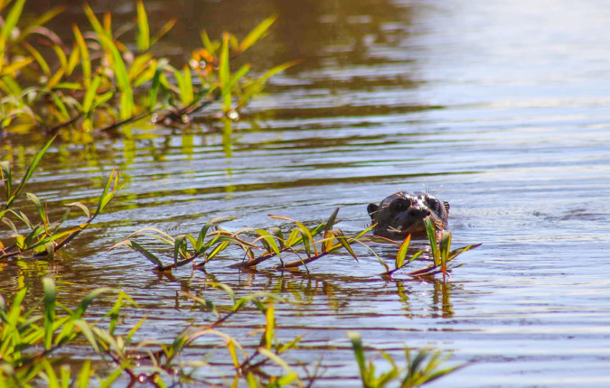 Pantanal - Land of the Jaguar