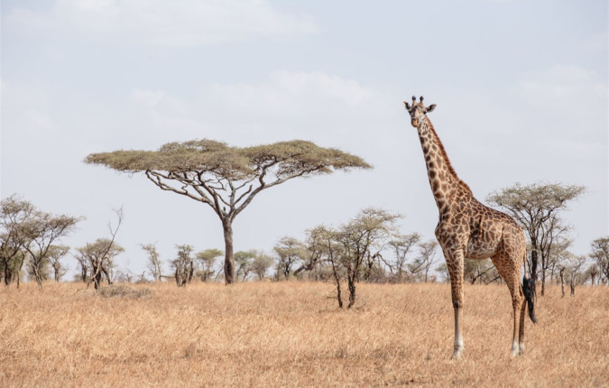 East Africa Safari & Coast