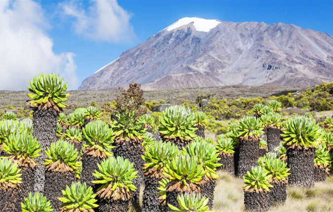 Kilimanjaro - Lemosho Trek