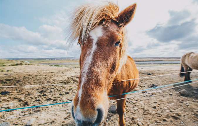 Iceland Discovery