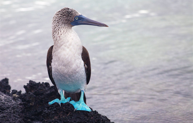 Galapagos Discovery