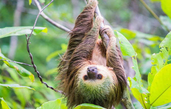 Costa Rica & Panama Discovery