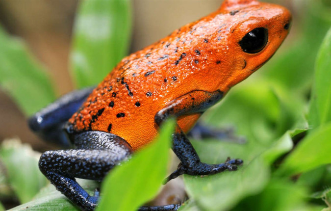 Family Costa Rica Rainforest and Wildlife Adventure