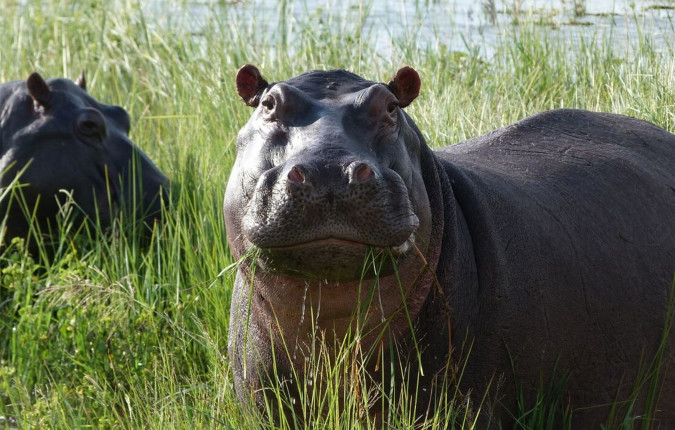 Okavango & Beyond