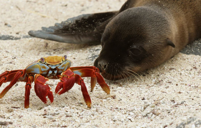 Galapagos Escape - Solaris (Itinerary C)