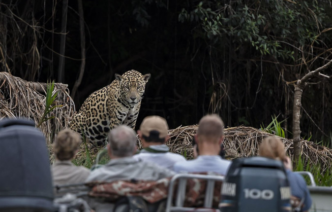 Pantanal - Land of the Jaguar