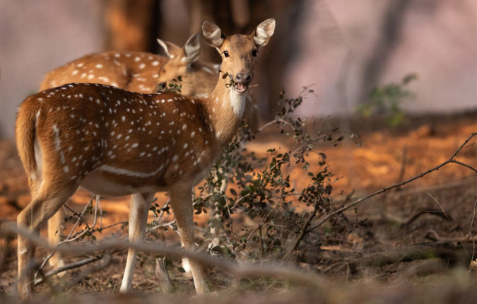 Highlights of Northern India