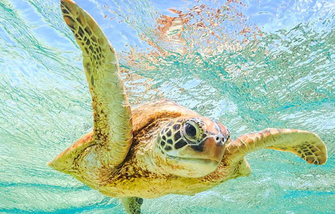 Comoros: Wildlife Expedition
