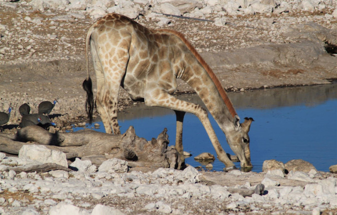 Namibian Family Adventurer