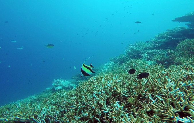 Marine Wildlife of the Maldives