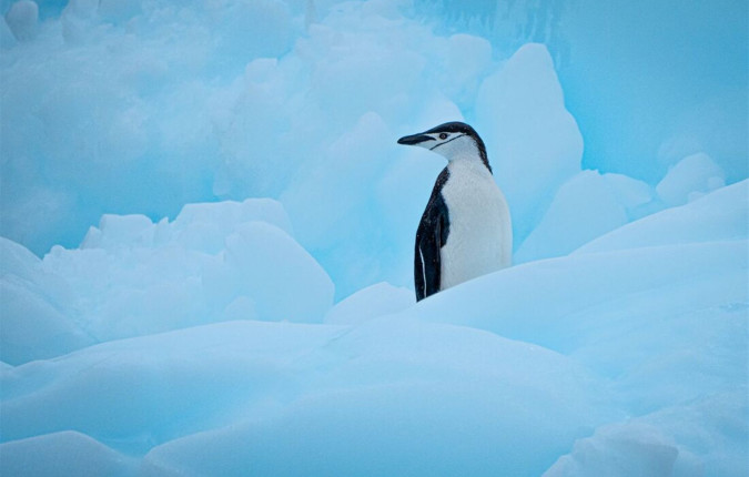 Best of Antarctica: Wildlife Explorer