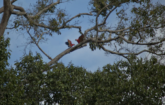 Local Living Ecuador—Amazon Jungle