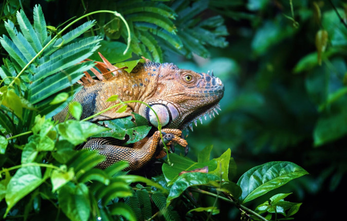 Discover Costa Rica