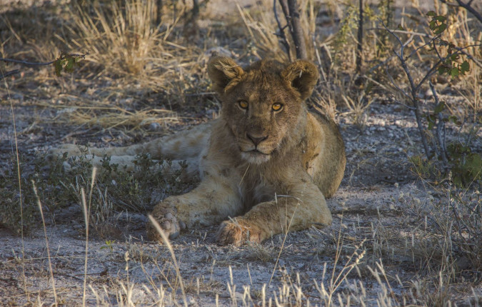 Cape Town to Nairobi Overland Safari & Participation Camping