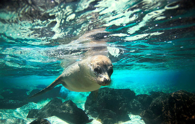 Galapagos Escape - Solaris (Itinerary C)