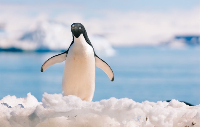 Best of Antarctica: Whale Discovery 