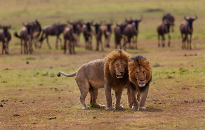 Cape Town to Kenya