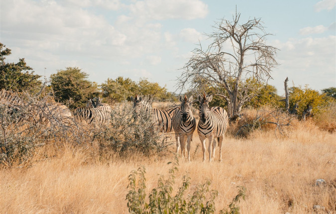Botswana & Namibia: Delta & Dunes