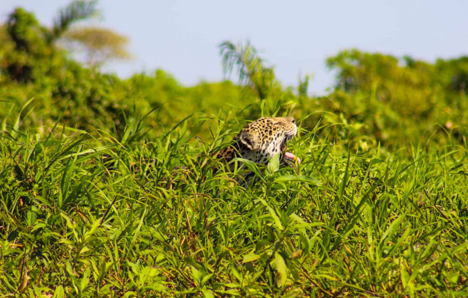 Pantanal - Land of the Jaguar