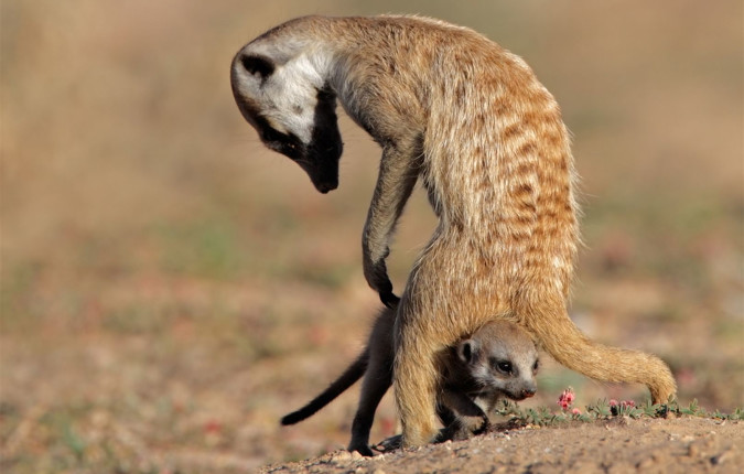 Premium Southern Africa in Depth