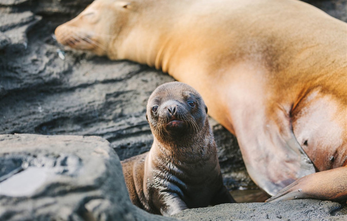 Galapagos Island Hopping