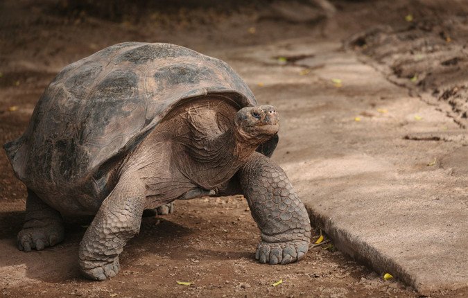 Galapagos & Inca Trail Adventure